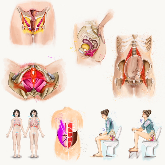 Alle Poster Beckenboden, Bauch, Zusammenhänge DIN A4